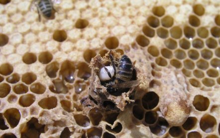 Как спариваются пчелы видео