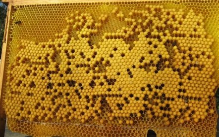 Как пчелы делают соты