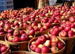 Сорта импортных яблок и их отличительные особенности