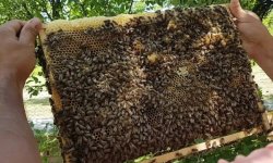 Структура карпатской породы пчёл и её отличия от карники