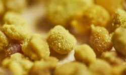 Калорийность пыльца пчелиная. химический состав и пищевая ценность