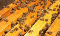Практический проект «разведение пчел и получение продукции пчеловодства»
