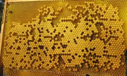 Как пчелы делают соты