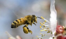 Скачать с ютуб удивительный мир: как пчелы делают мед