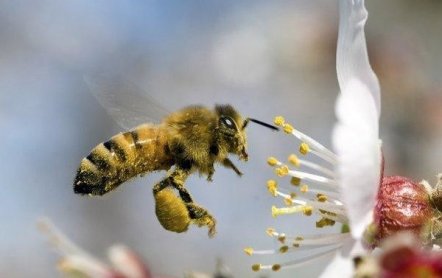 Скачать с ютуб удивительный мир: как пчелы делают мед