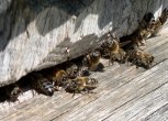 Популяция восковой пчелы apis сerana f в россии
