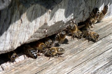 Популяция восковой пчелы apis сerana f в россии