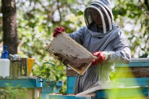 Статья 22. несоблюдение правил содержания пчел, размещения пасек и энтомологических микрозаказников по сохранению и воспроизводству диких насекомых-опылителей, невыполнение установленных правил сохранения среды обитания пчел, диких насекомых-опылителей, у