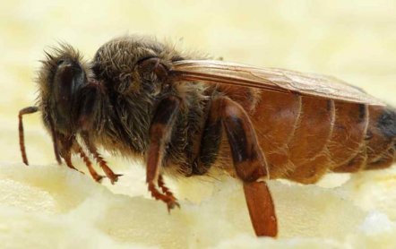 Пчелы и жизнь улья﻿