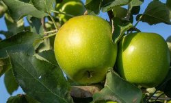 Калорийность яблоко “гренни смит”. химический состав и пищевая ценность