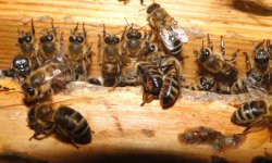 Количество рабочих пчел в семье