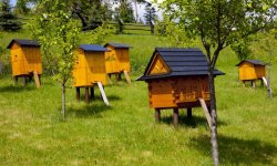 Ученые и пасечники требуют ввести контроль за пчелами-мигрантами