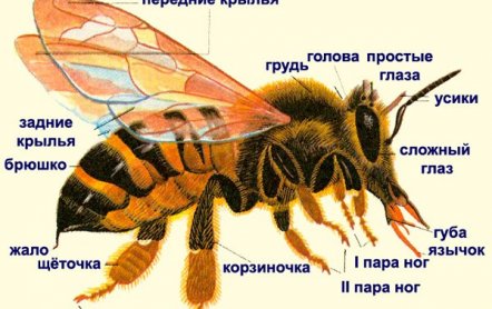 § 4. внешнее строение пчелы