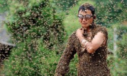 Пчелы-убийцы появились в результате ужасной ошибки эксперимента ученых