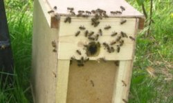 Как сформировать пчелопакет