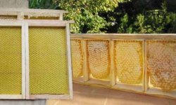 Калорийность мед в сотах. химический состав и пищевая ценность